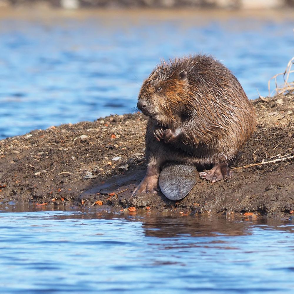 Der Biber - gut erkennbar an seinem Schwanz