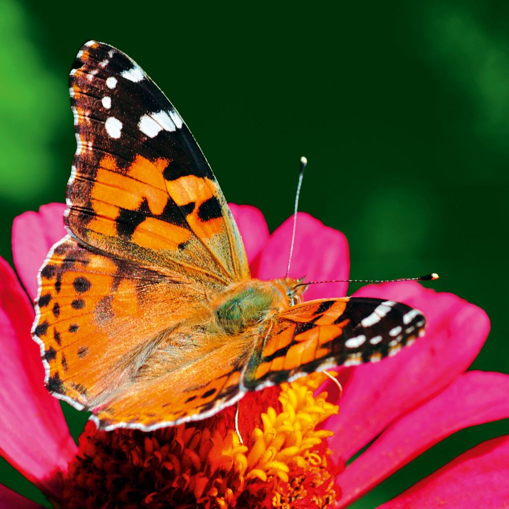 Distelfalter lat. Vanessa cardui