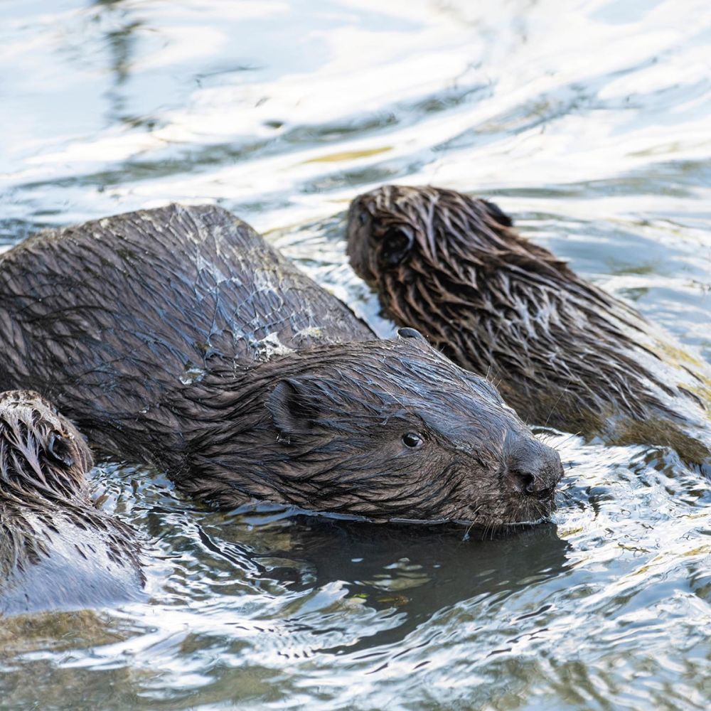 Biberjunge mit einem Elternteil