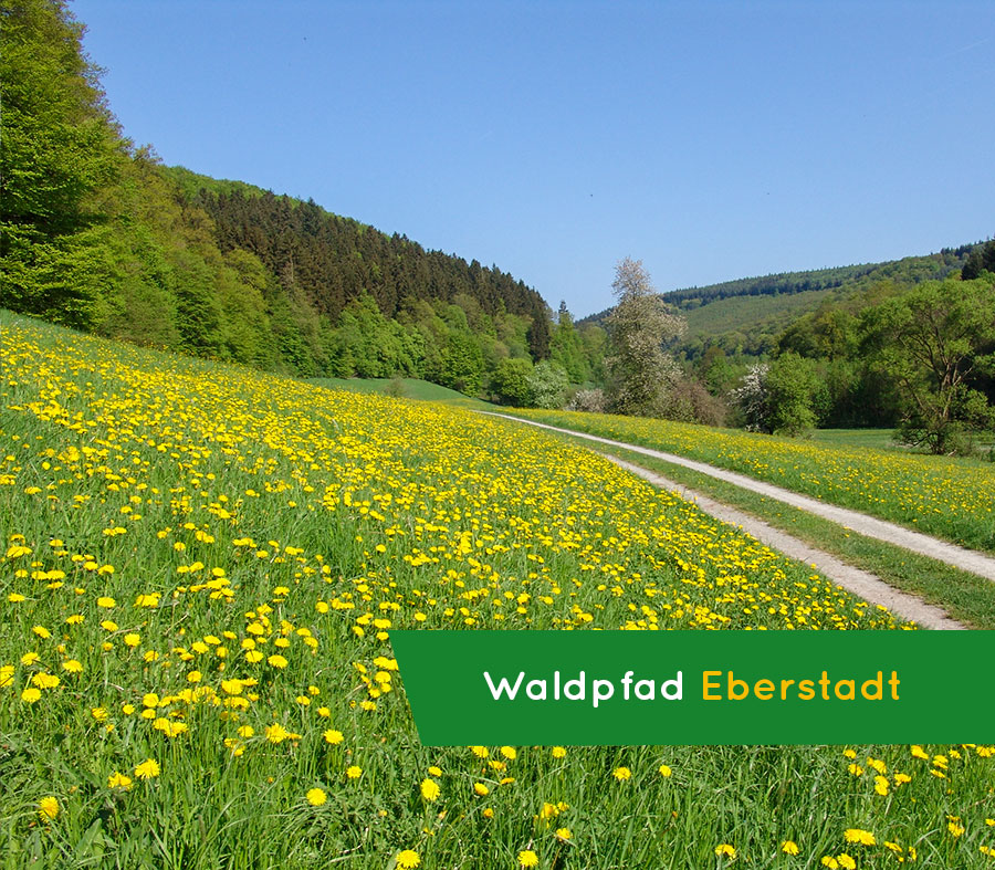 Waldpfad Eberstadt