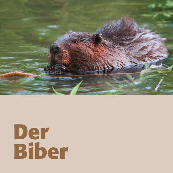 Der Biber