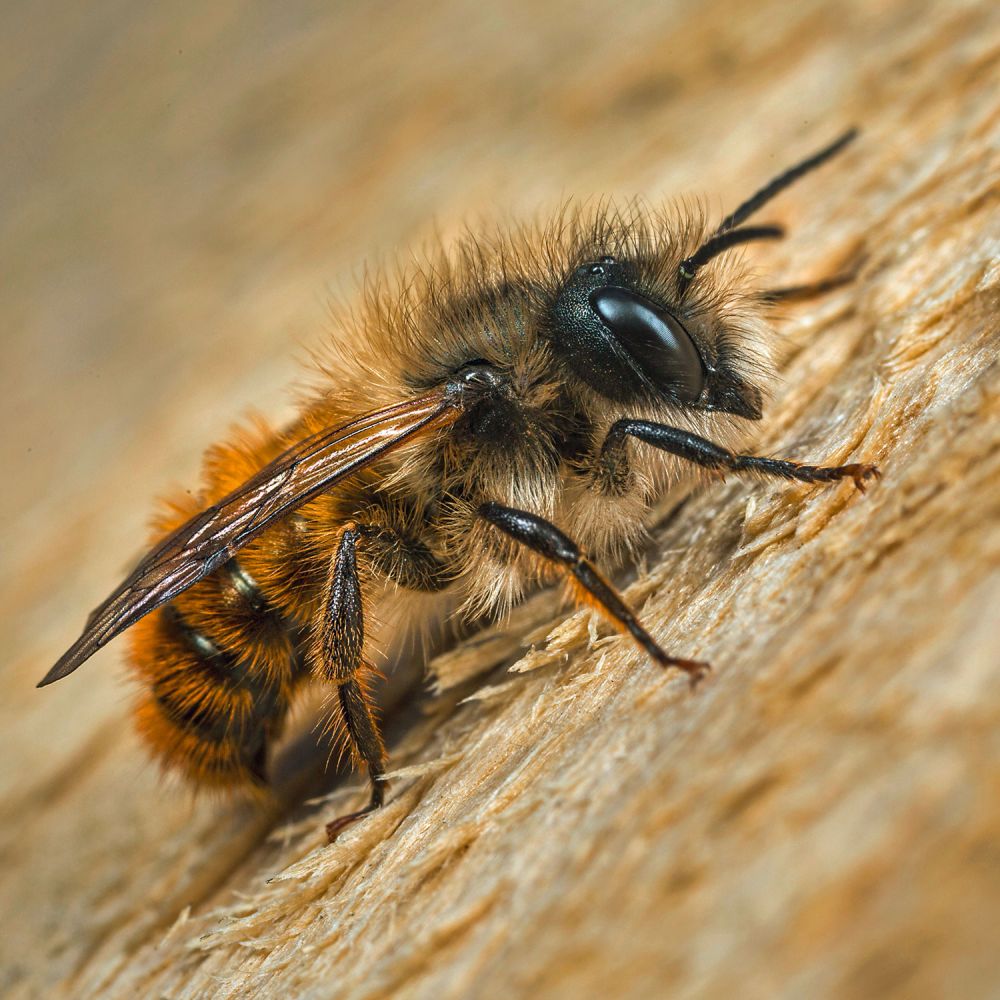 Mauerbiene lat. Osmia bicornis