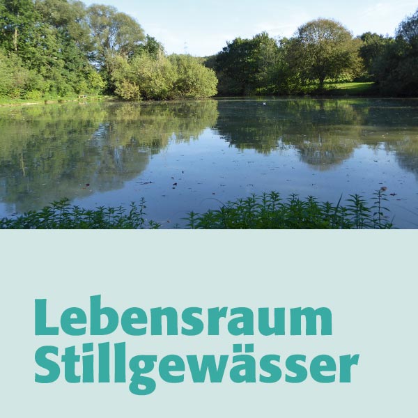 Lebensraum Stillgewässer