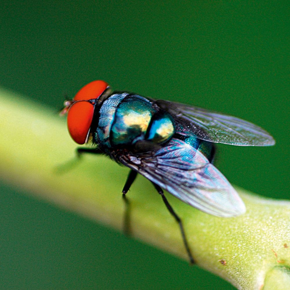 Goldfliege lat. Lucilla sericata