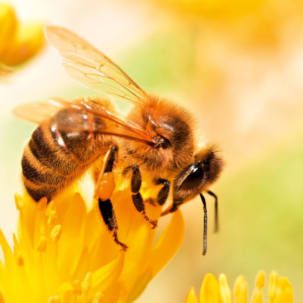 Honigbiene lat. Apis mellifera