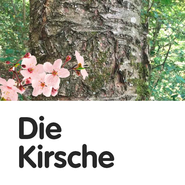 Kirschbaum