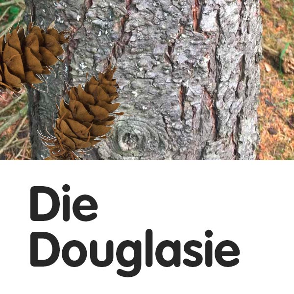 Douglasie