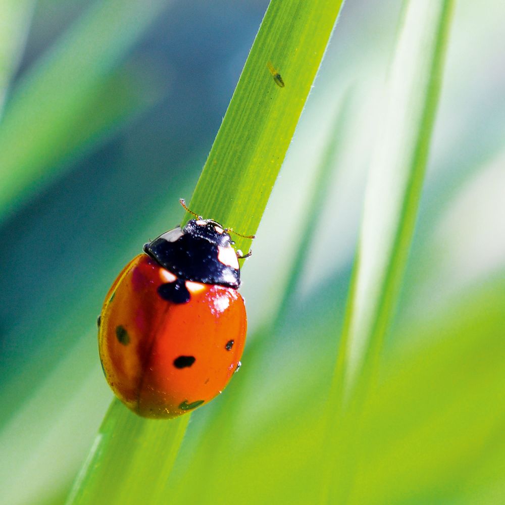 Siebenpunkt-Marienkäfer lat. Coccinella septempunctata