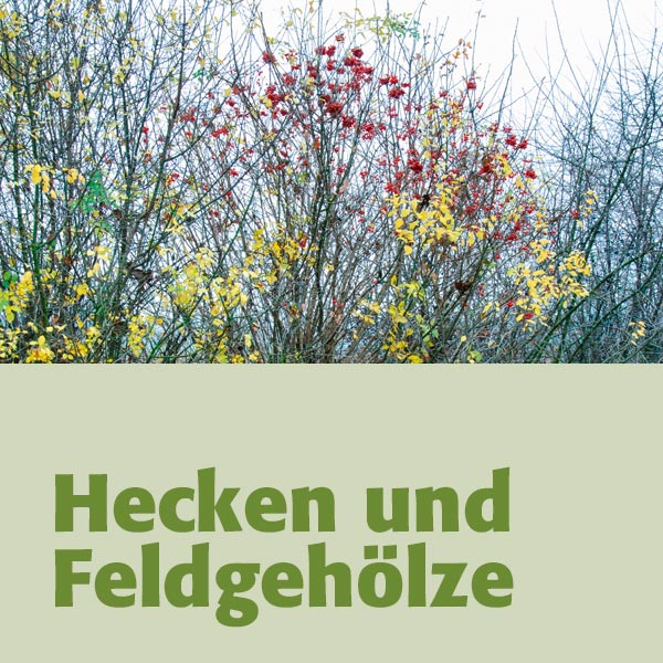 Hecken und Feldgehölze