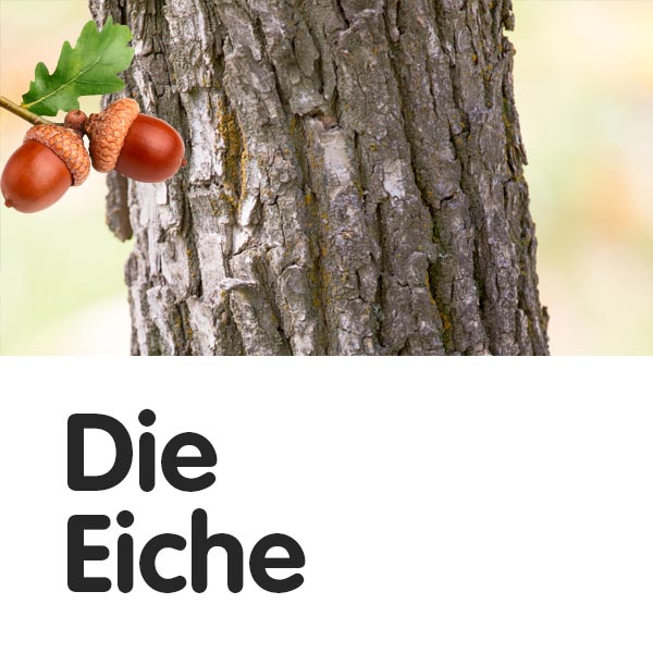 Eiche