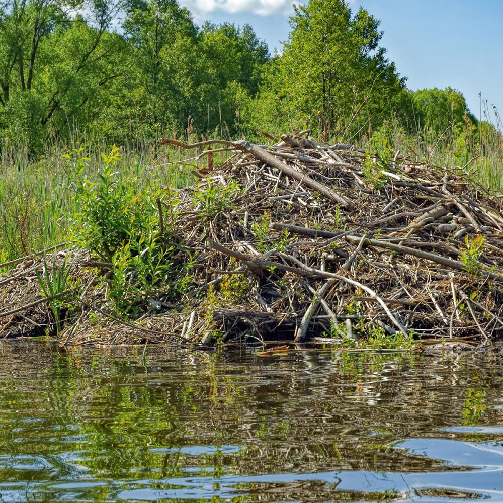 Die Biberburg - der Bau eines Bibers