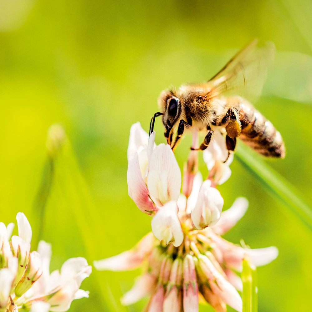 Honigbiene lat. Apis mellifera