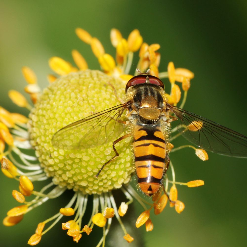 Schwebefliege lat. Syrphidae