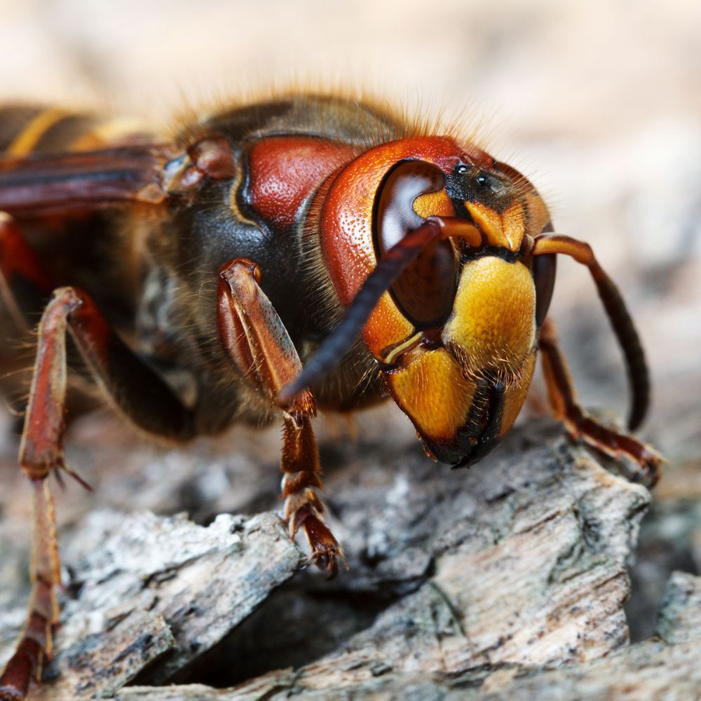 Hornisse lat. Vespa crabro