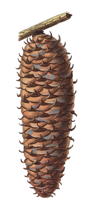 Wei&szlig;tannenzapfen