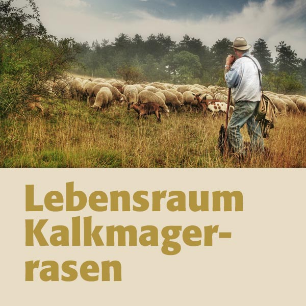 Lebensraum Kalkmagerrasen