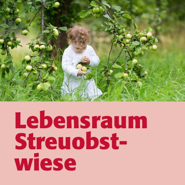 Lebensraum Streuobstwiese