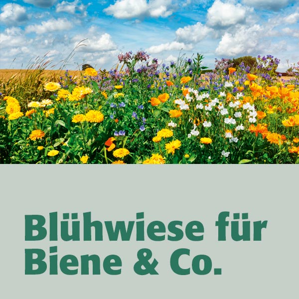 Blühwiese für Bienen & Co.