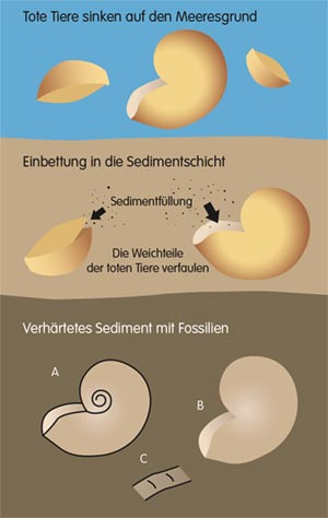 Fossilienbildung