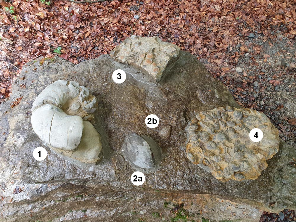 Fossilien in Beton