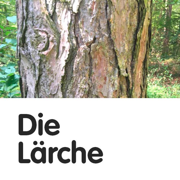 Lärche