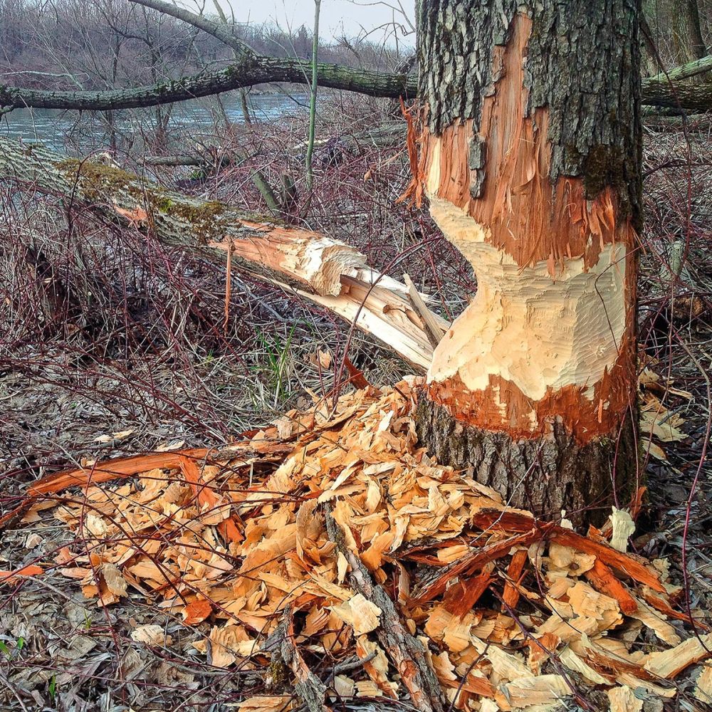 Angenagter Baumstamm