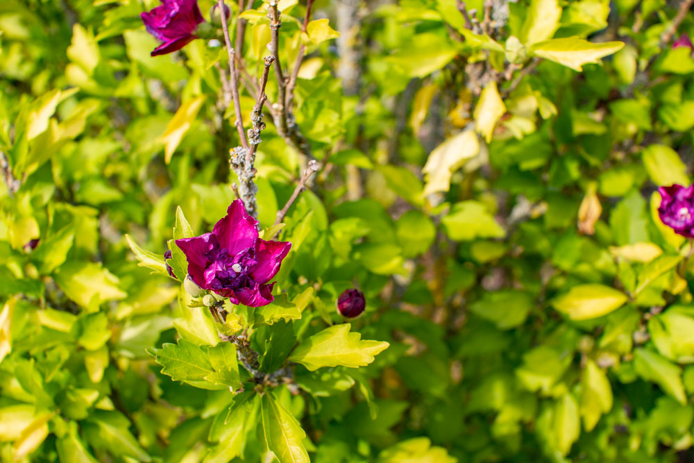Blütenweg Götzingen