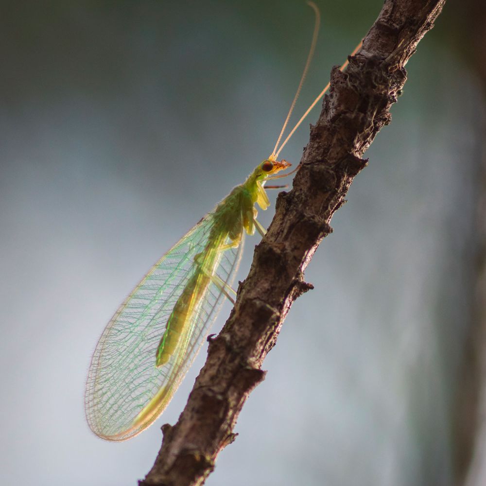 Florfliege lat. Chrysopidae