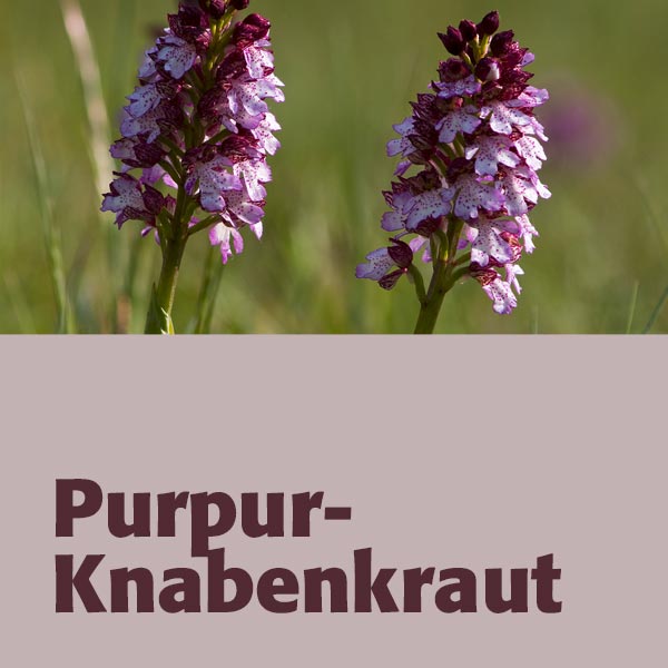 Purpur-Knabenkraut