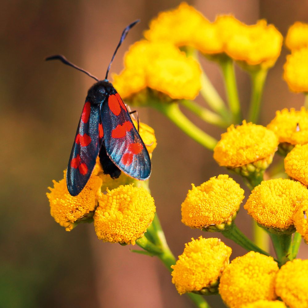 Sechsfleckwidderchen lat. Zygaena filipendulae