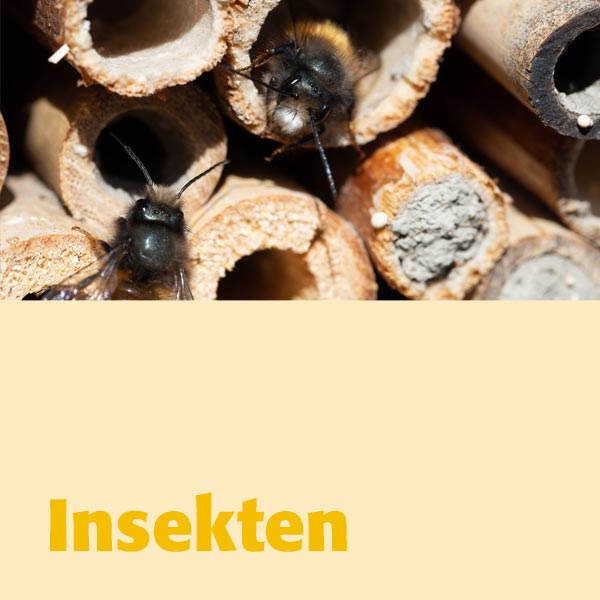 Insekten