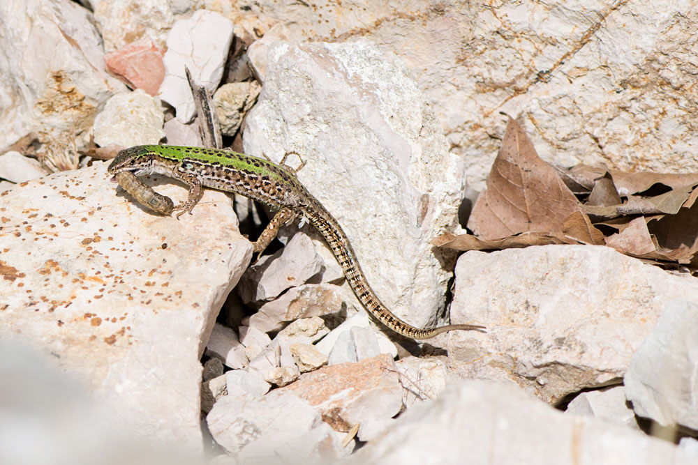 Steinhaufen und Echsen