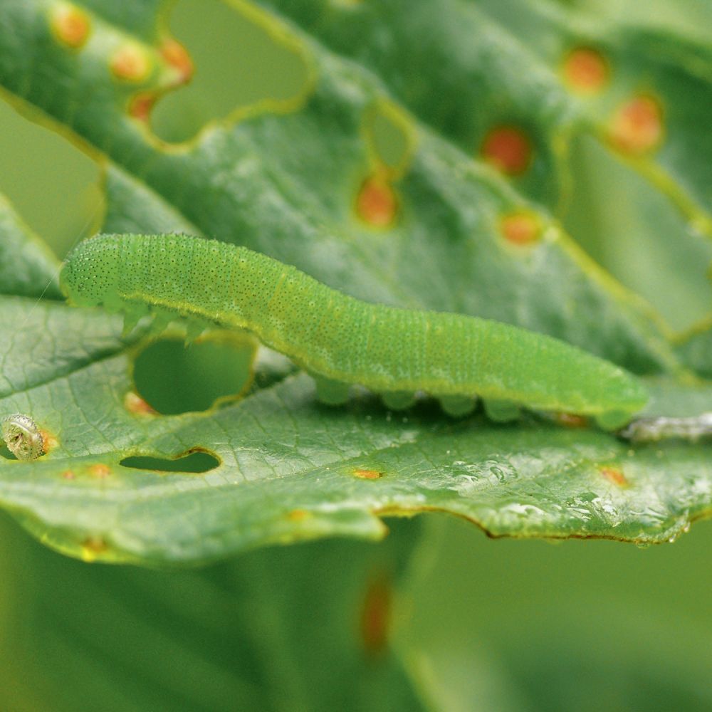 Zitronenfalterraupe lat. Gonepteryx rhamni