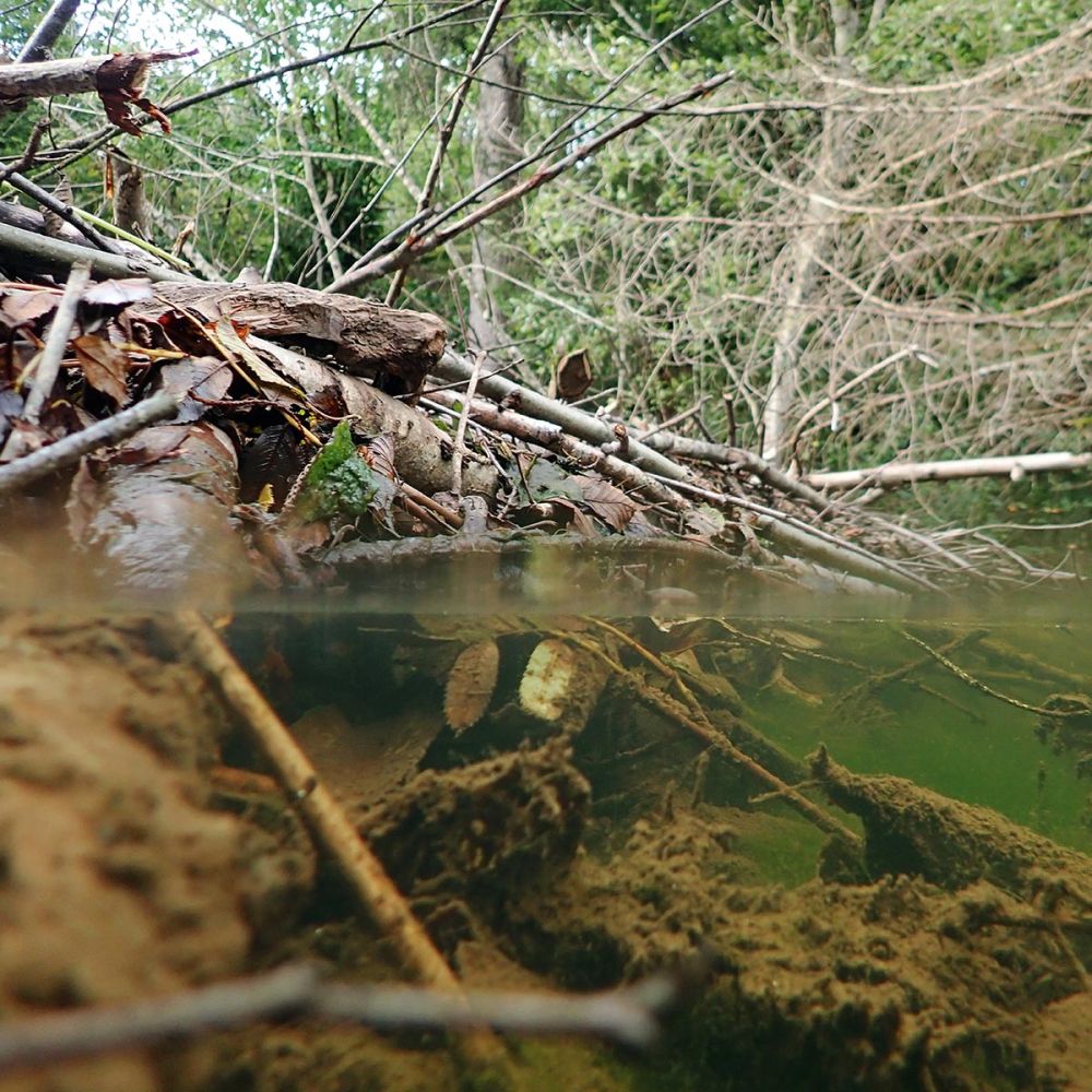 Über und Unterwasseransicht einer Biberburg