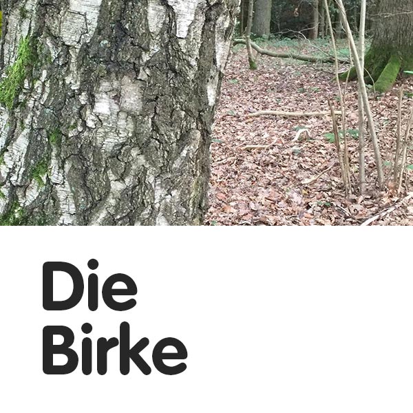 Birke