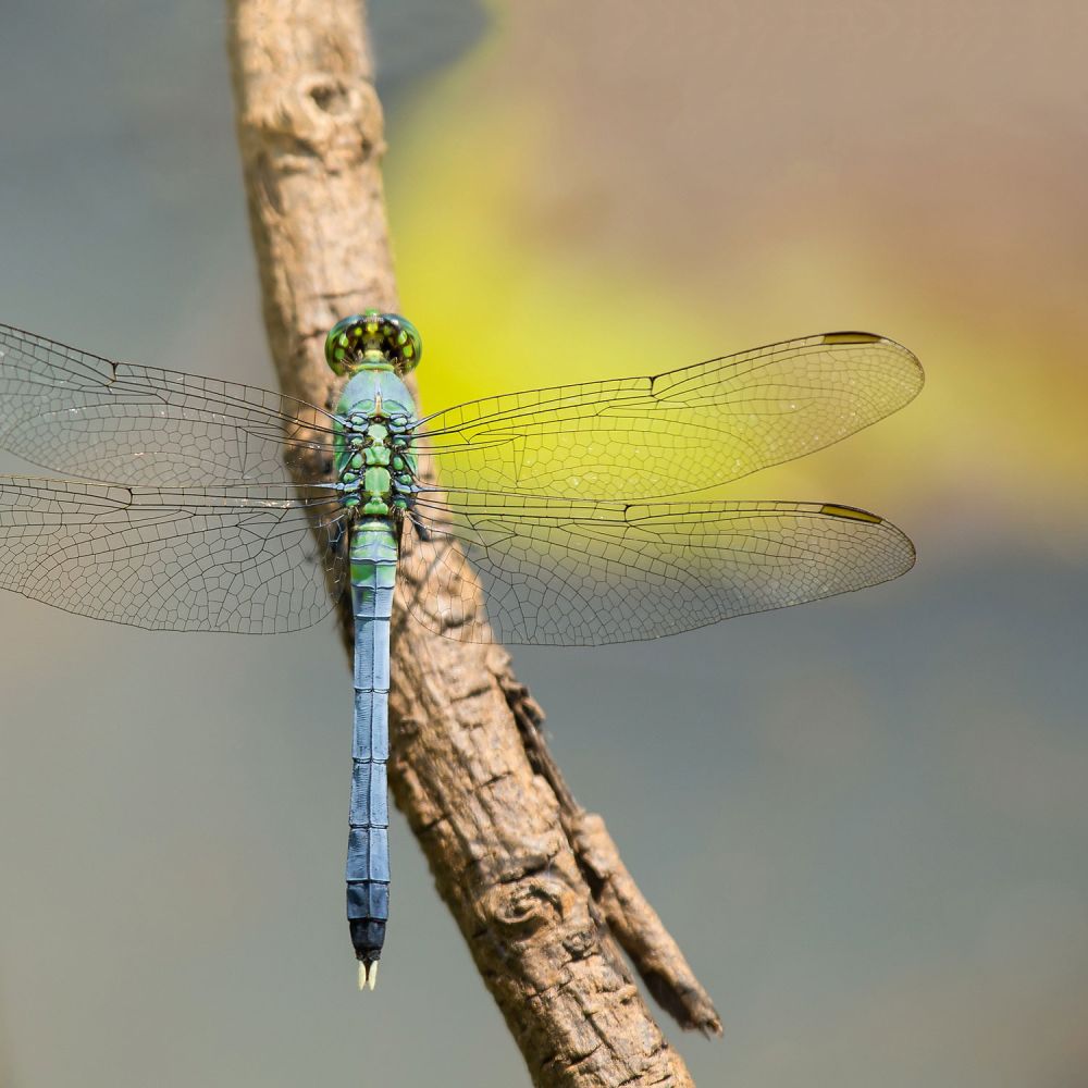 Königslibelle lat. Anax